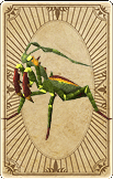 large-trading-mantis-card.png